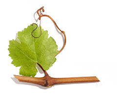 Viniferina Viniferina