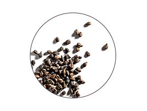 ingredient polyphenols
