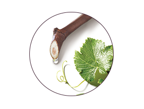 ingredient Viniferine