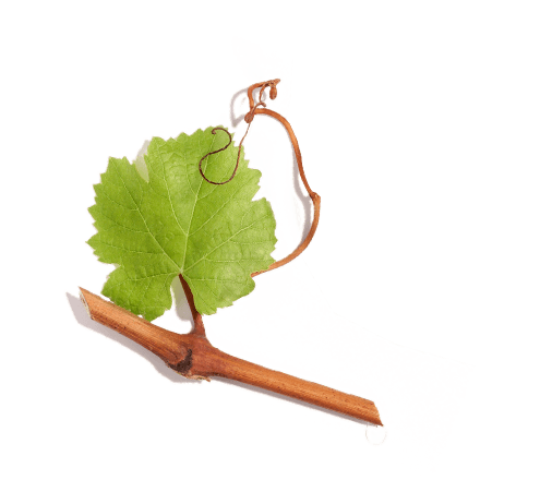 Viniferina