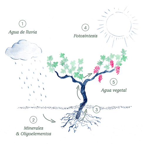 Descubre el recorrido del agua de uva antes de su destilación